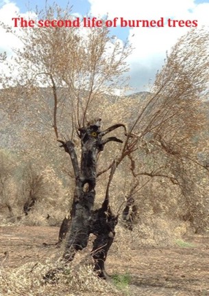 The second life of burned trees