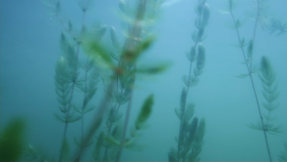 An der Saale hellem Strande