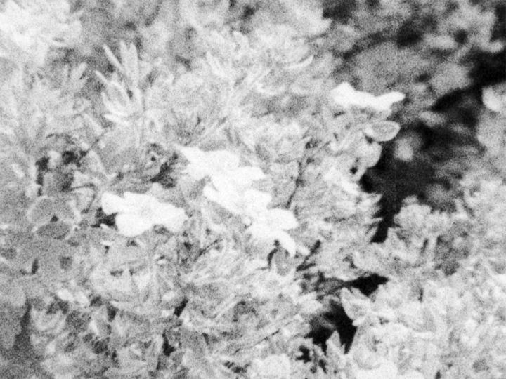 Memories of the foreign