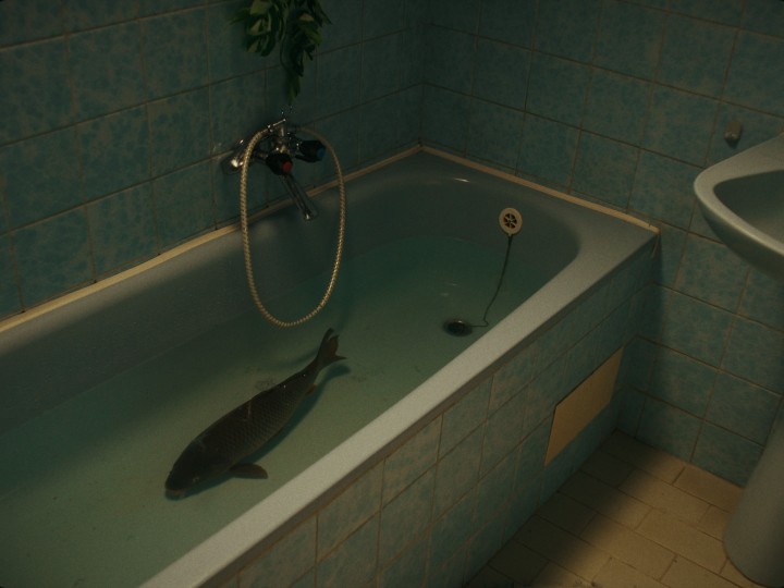 The Carp