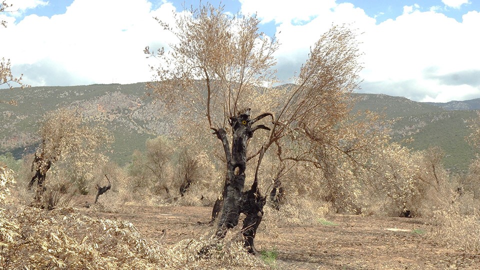 The second life of burned trees